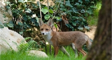 A la découverte du Renard à Center Parcs Le Bois aux Daims