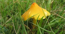 Pilze entdecken oder Champignons entdecken in Center Parcs Les Trois Forêts