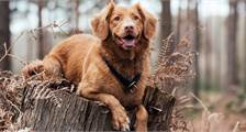 Urlaub mit Hund Aktivitäten in Landal Aelderholt