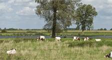 Environs facilités à Landal Het Vennenbos